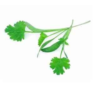 Micro Coriander Splits