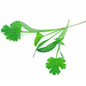 Micro Coriander Splits
