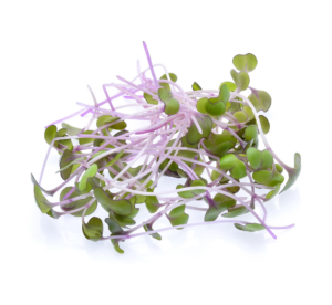 Micro Kale Red Russian