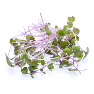 Micro Kale Red Russian