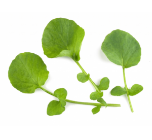 Micro Cress