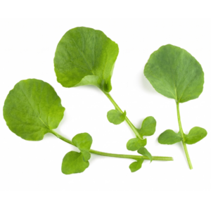 Micro Cress