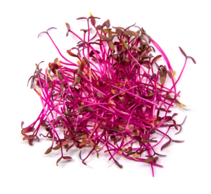 Micro Amaranth Red