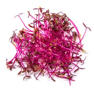 Micro Amaranth Red