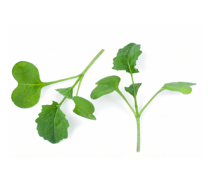Micro Broccoli Green
