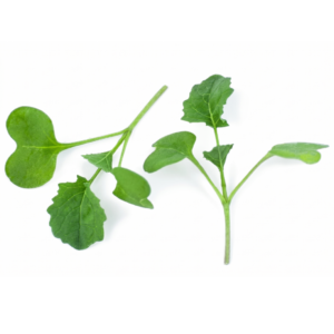 Micro Broccoli Green