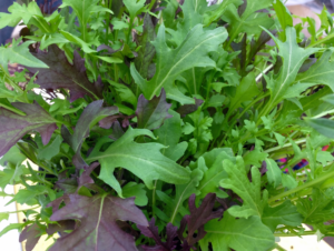 Frilly Leaf Blend