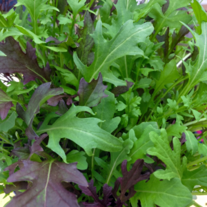 Frilly Leaf Blend