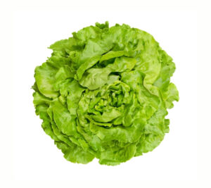 Butterhead Green Lettuce