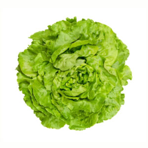 Butterhead Green Lettuce