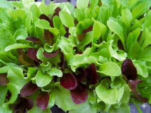 Lettuce Mesclun Mix