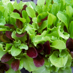 Lettuce Mesclun Mix