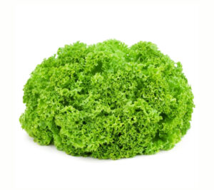 Lollo Bionda Green Lettuce