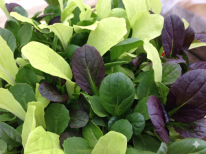 Pak Choi Colour Crunch Blend