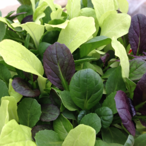 Pak Choi Colour Crunch Blend