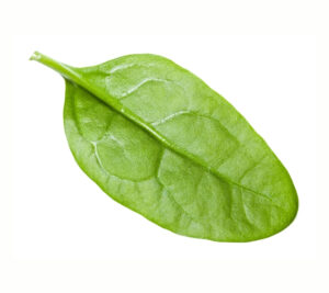 Spinach Racoon