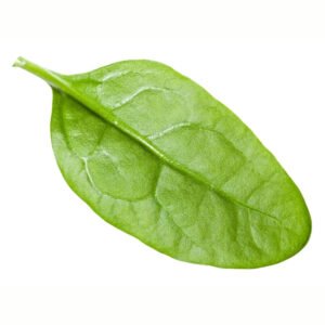 Spinach Racoon