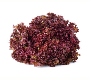 Lollo Rosso Red Lettuce