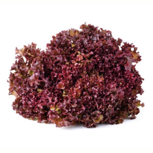 Lollo Rosso Red Lettuce