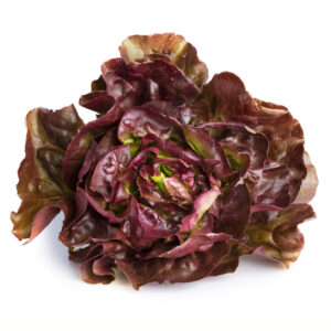 Butterhead Red Lettuce