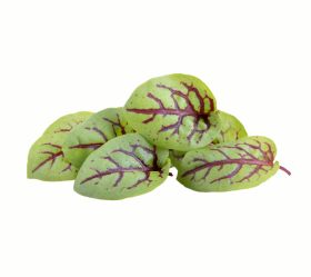 Sorrel, Red Veined
