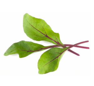 Swiss Chard Red Chard