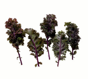 Kale, Scarlet