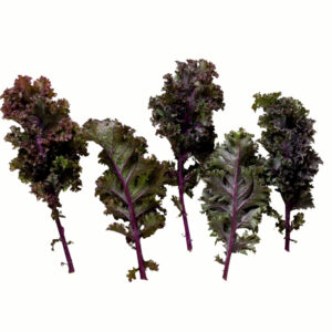 Kale, Scarlet
