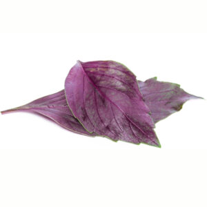 Basil, Red