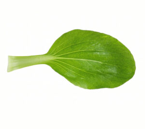 Pak Choi, Canton White
