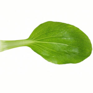 Pak Choi, Canton White