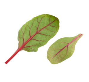 Swiss Chard Rosa
