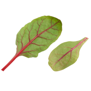 Swiss Chard Rosa