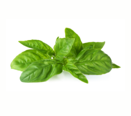 Basil, Sweet Genovese