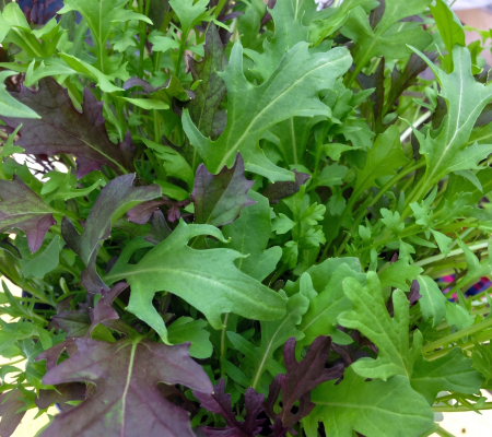 Frilly Leaf Blend