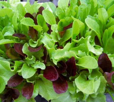 Lettuce Mesclun Mix