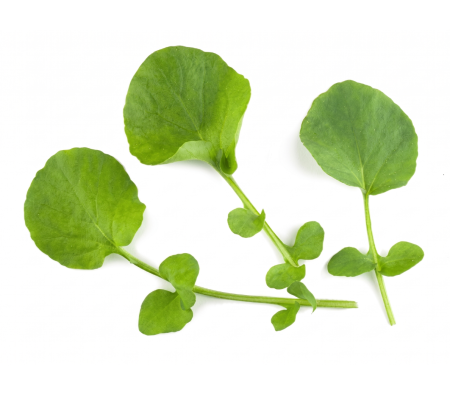 Micro cress leave