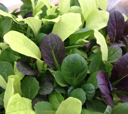 Pak Choi Colour Crunch Blend