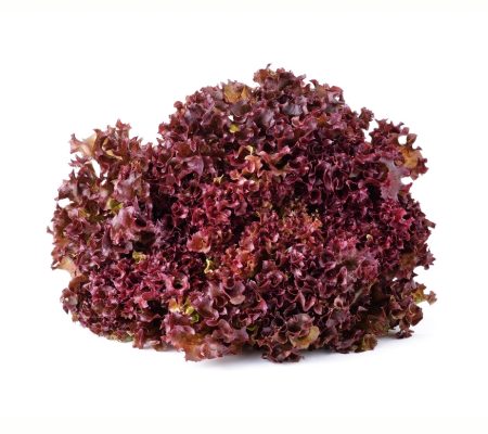 Red Lettucee