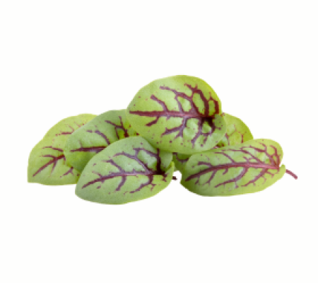 Sorrel, Red Veined