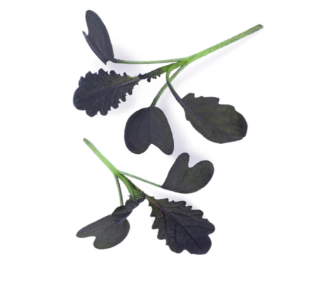 micromustard