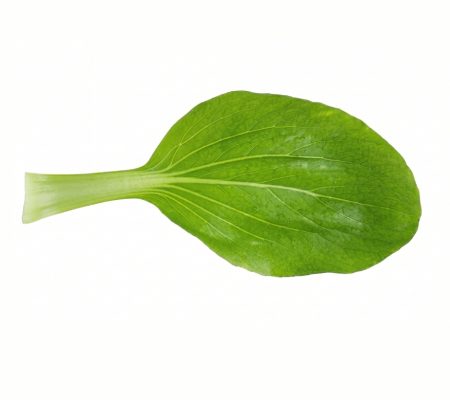 pakchoileaf